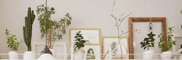 Botanical-shelf-display-600x200.jpg